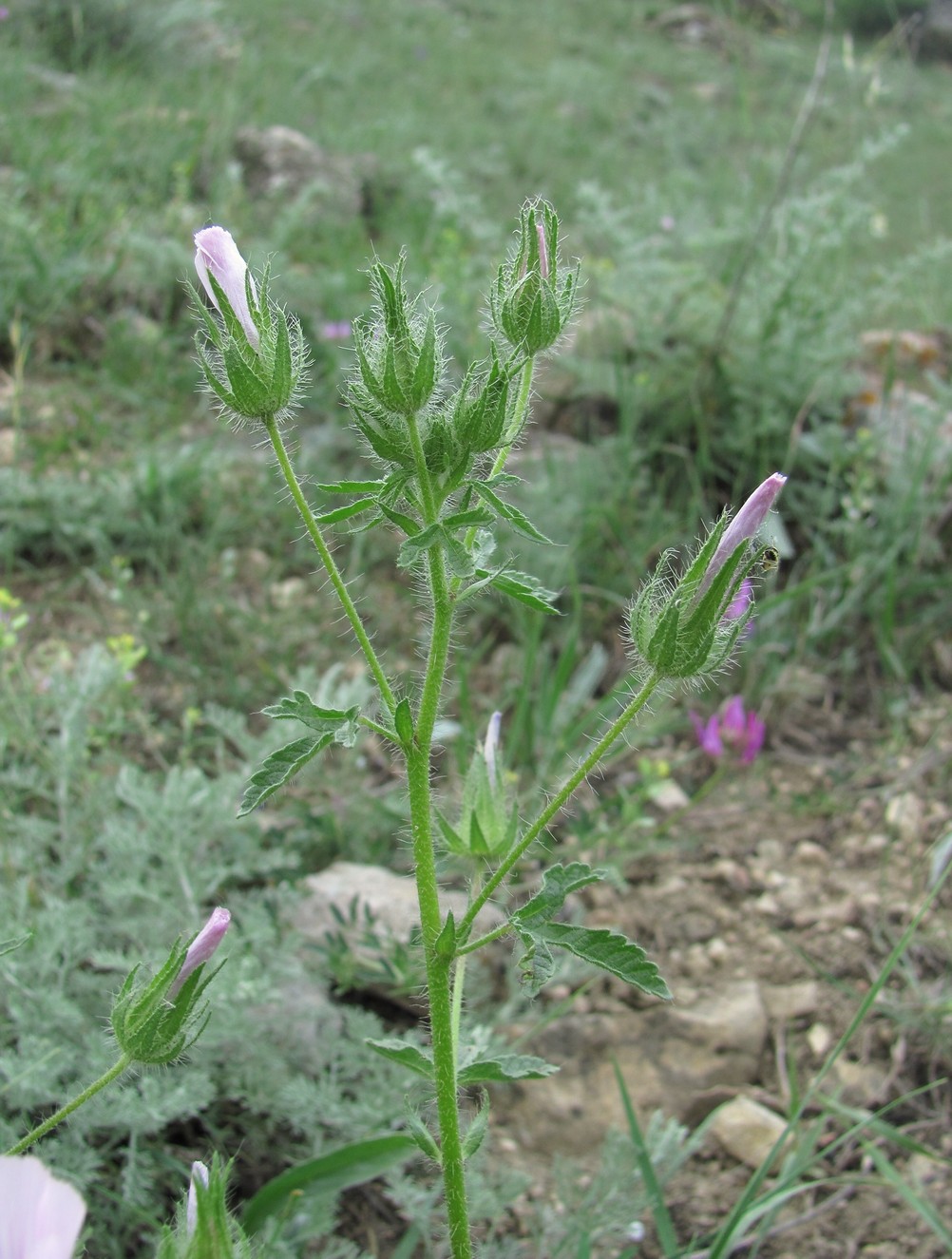 Image of Malva setigera specimen.