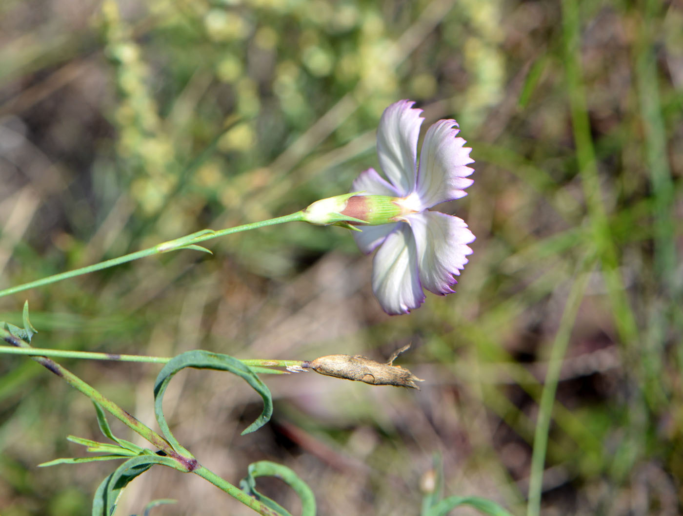 Изображение особи Dianthus versicolor.