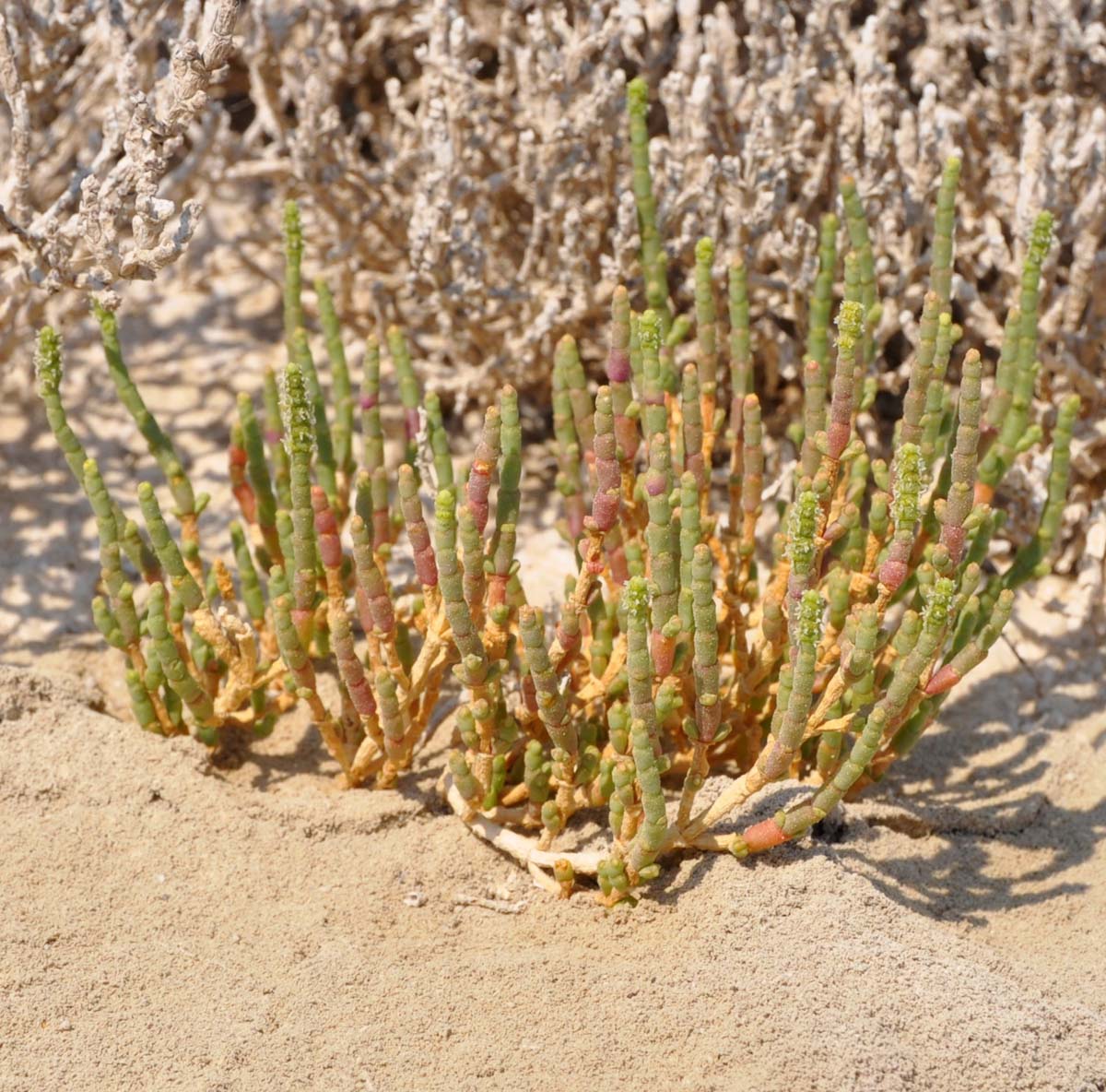 Изображение особи Salicornia perennans.