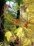 Viburnum sargentii