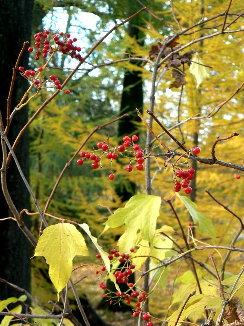 Image of Viburnum sargentii specimen.