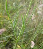 Scabiosa ochroleuca