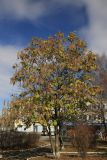 Catalpa ovata