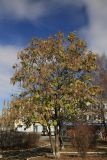 Catalpa ovata