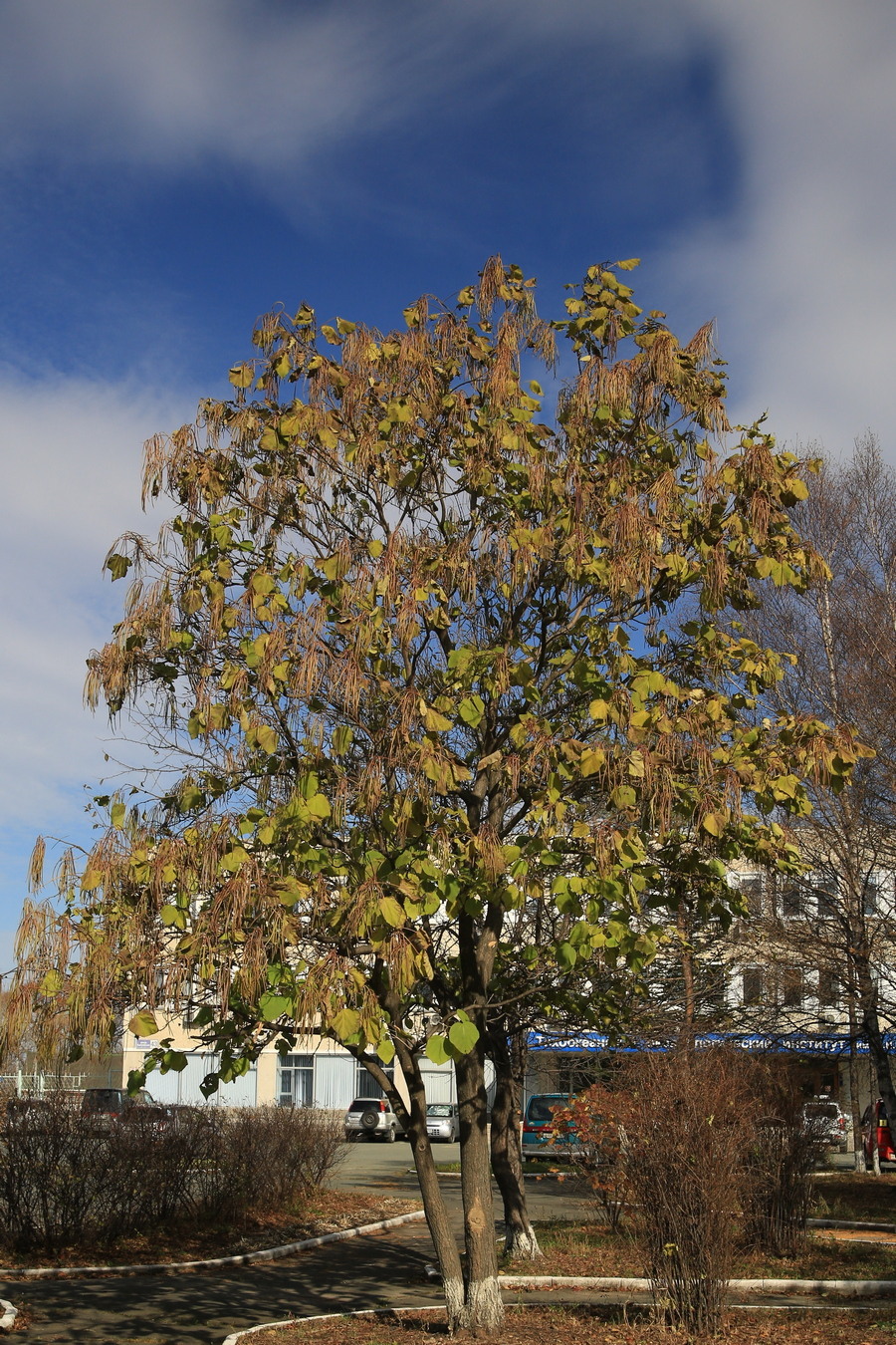 Image of Catalpa ovata specimen.