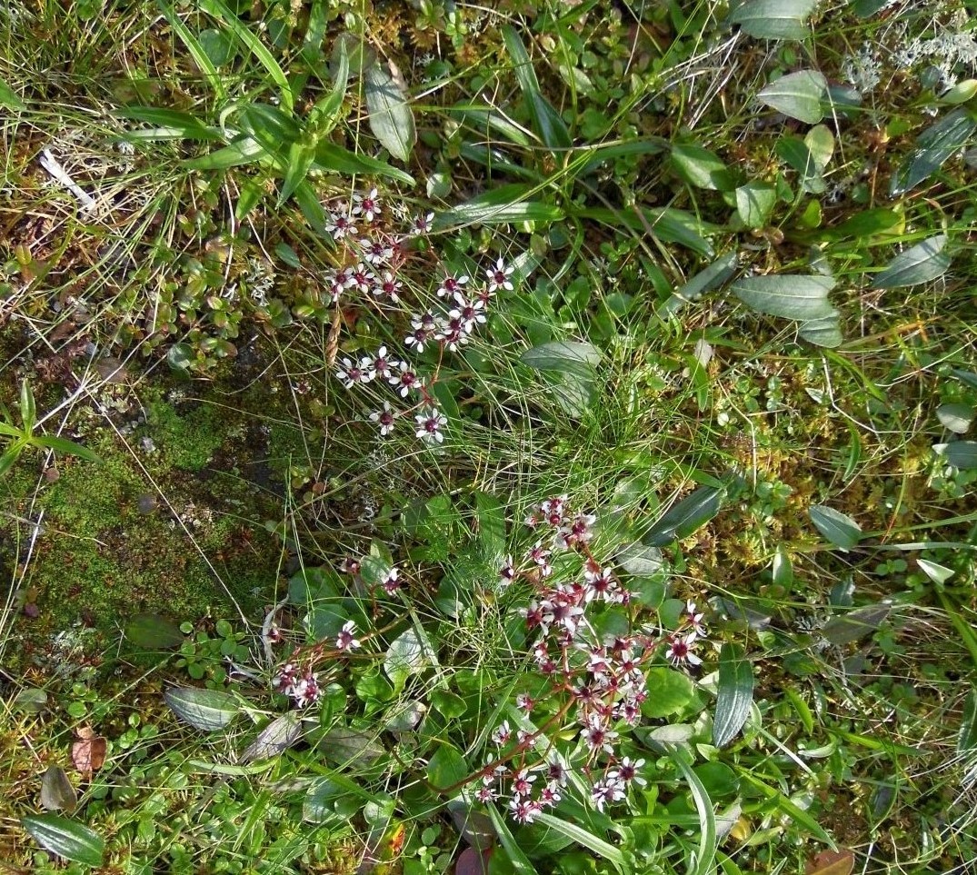 Image of Micranthes melaleuca specimen.