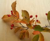 Photinia villosa