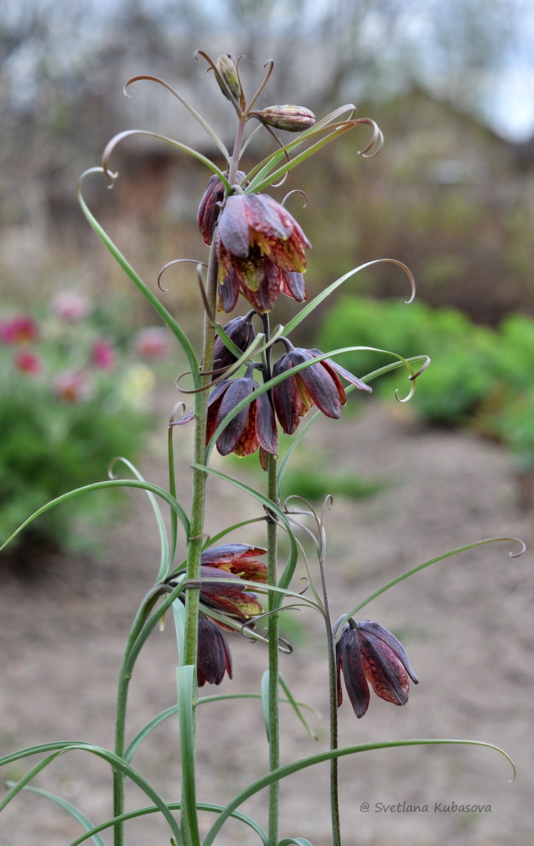 Изображение особи Fritillaria ruthenica.