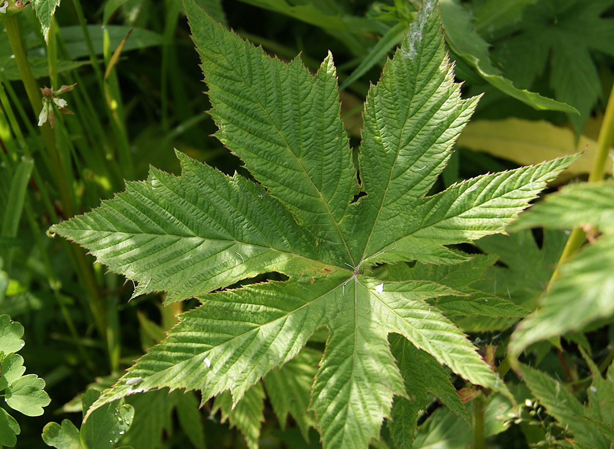 Изображение особи Filipendula palmata.