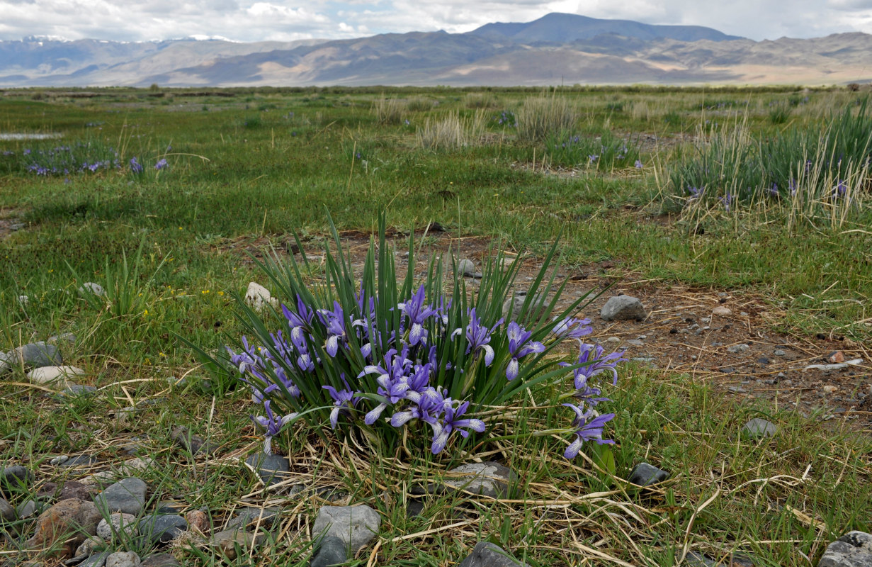 Image of Iris pallasii specimen.