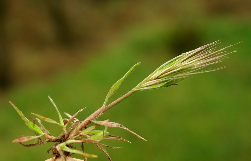 Image of Anisantha rubens specimen.