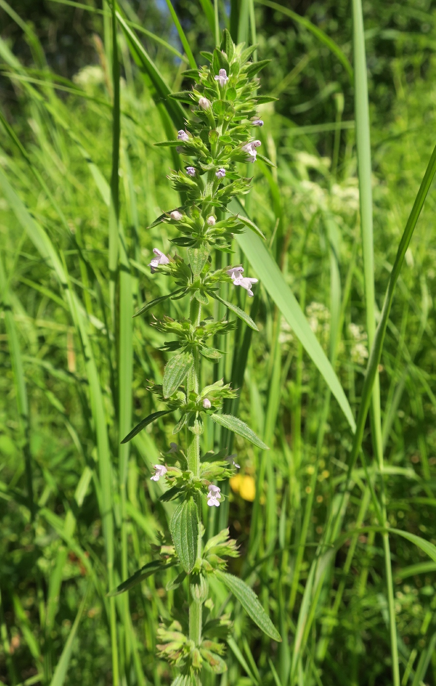 Изображение особи Dracocephalum thymiflorum.