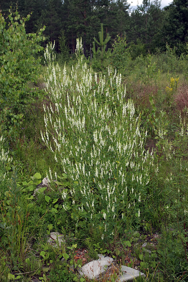 Image of Melilotus albus specimen.