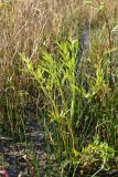 Cicuta virosa. Вегетирующее растение на прибрежном песчаном мелководье в зарослях Eleocharis. Беларусь, Витебская обл., дер. Сурмино, берега озера Сурмино. 18.08.2019.