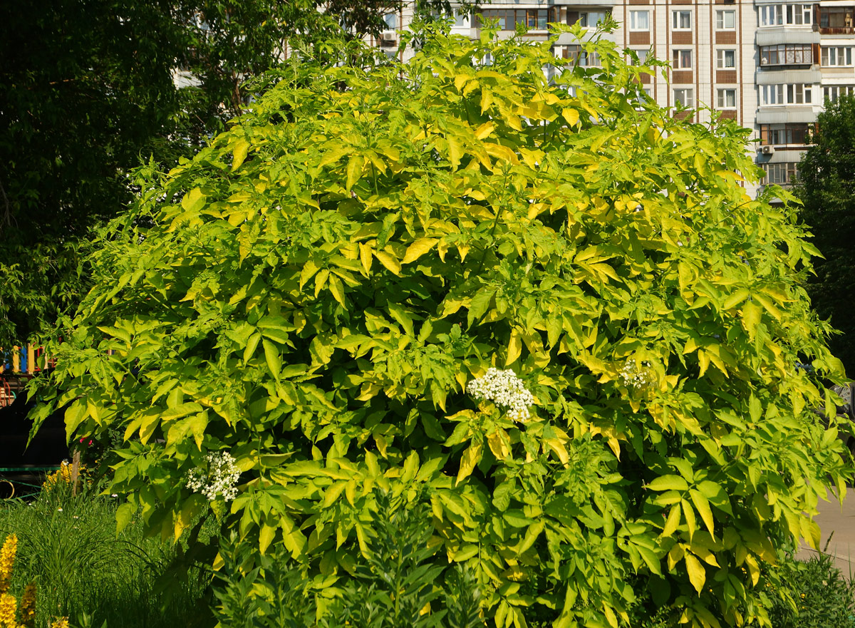 Image of Sambucus nigra specimen.