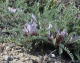 Astragalus testiculatus