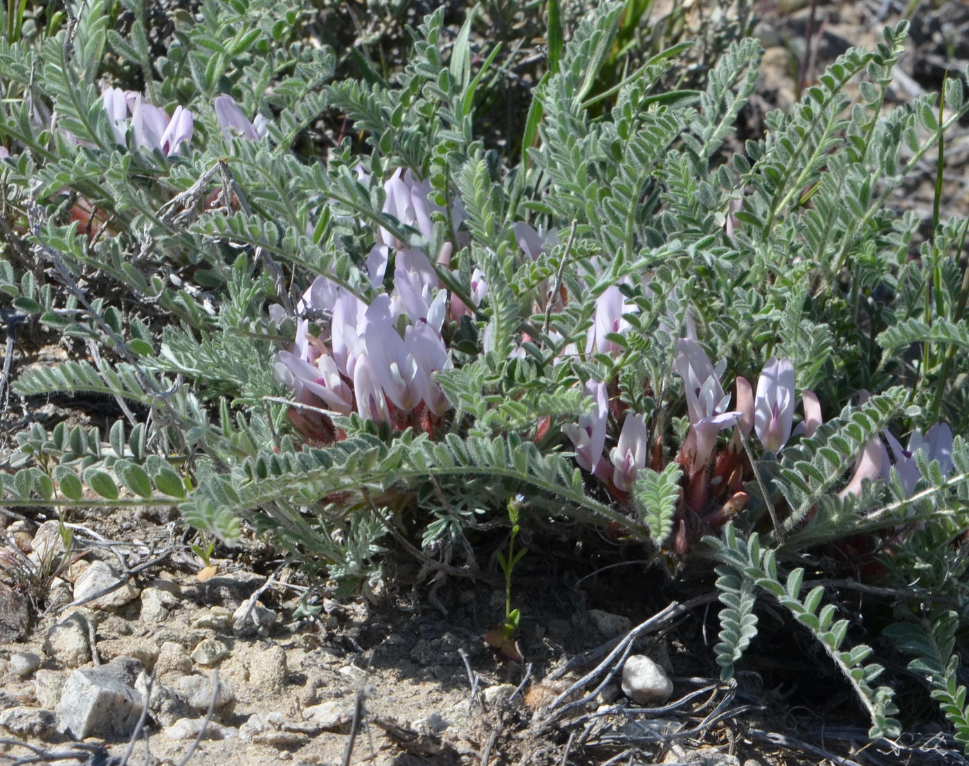 Изображение особи Astragalus testiculatus.