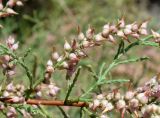 genus Tamarix