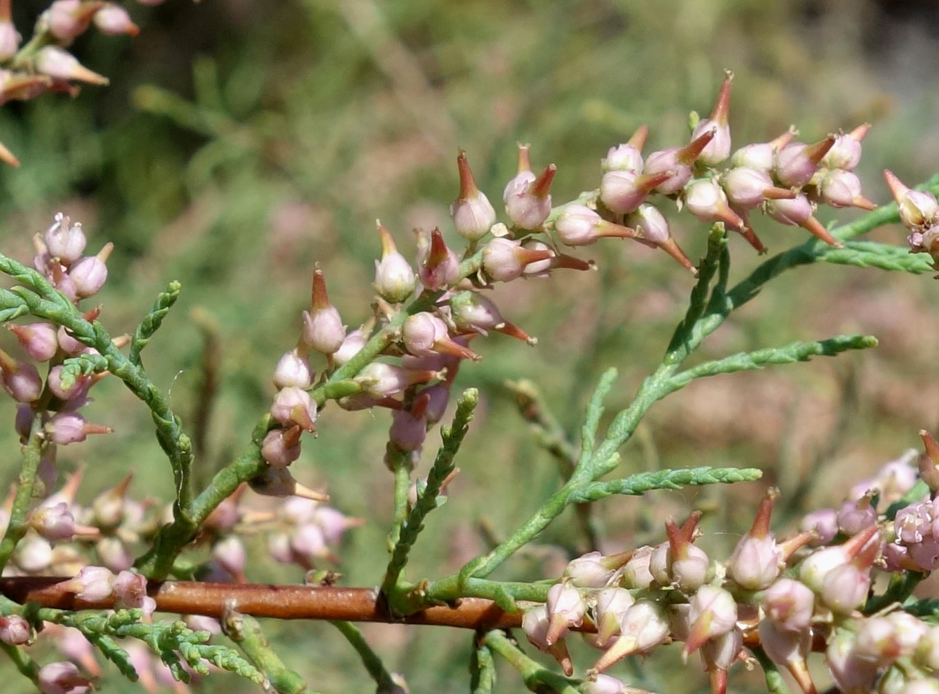 Image of genus Tamarix specimen.