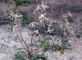 Matthiola chenopodiifolia