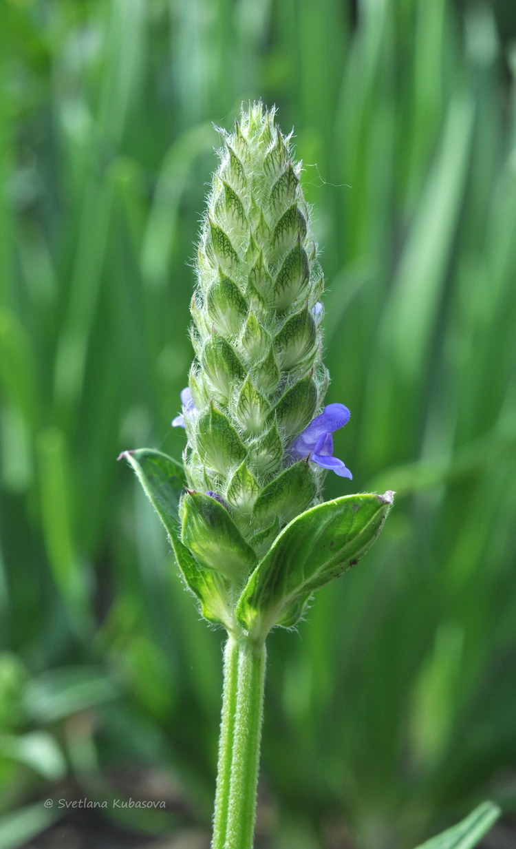 Image of Nepeta nervosa specimen.