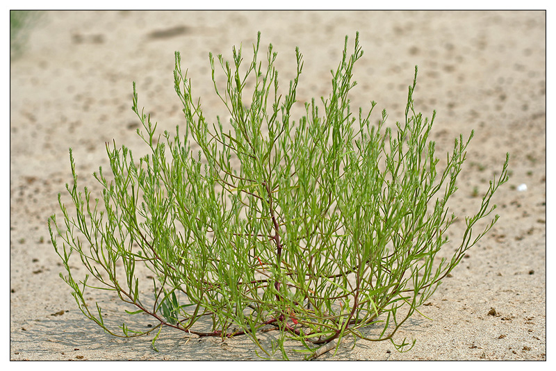 Image of Corispermum hyssopifolium specimen.