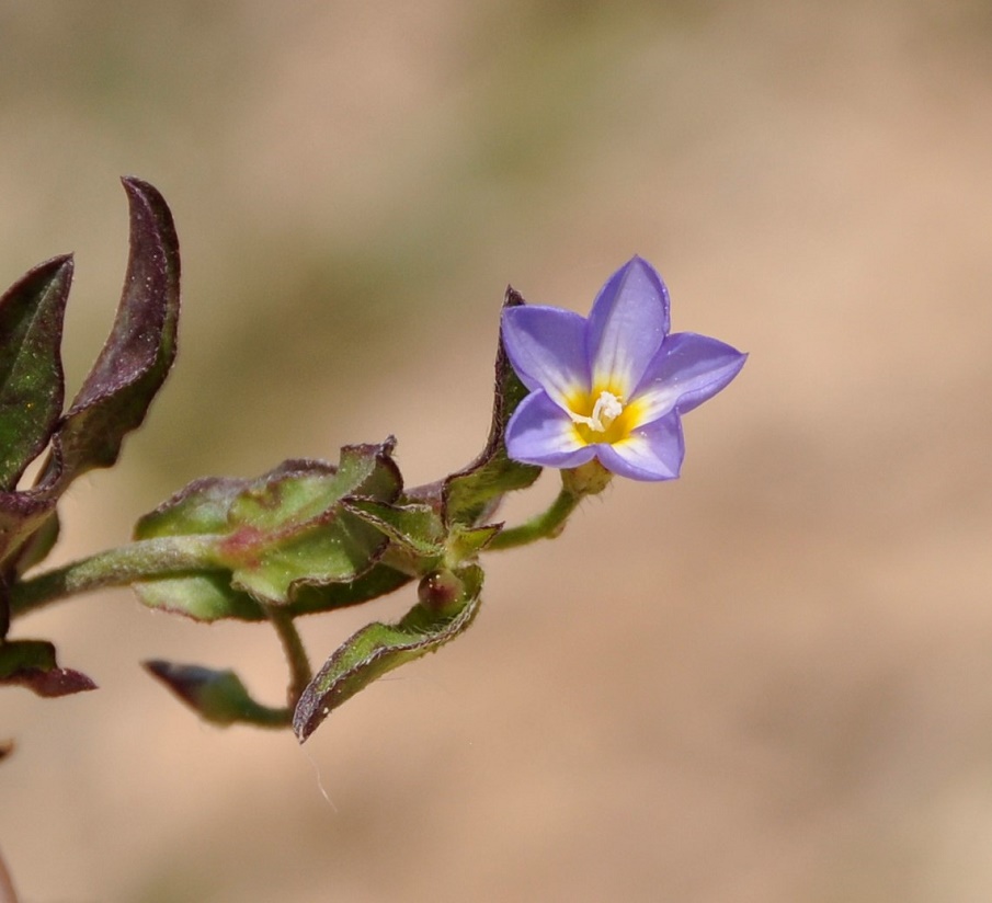 Image of Convolvulus pentapetaloides specimen.