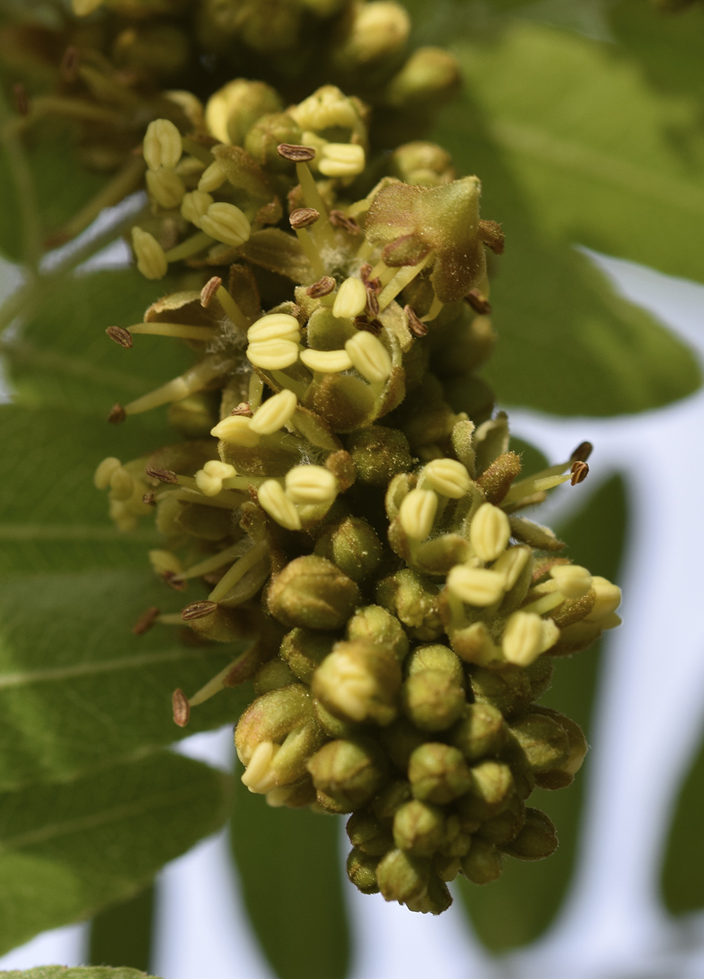 Изображение особи Gleditsia triacanthos var. laevis.