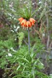 Fritillaria imperialis