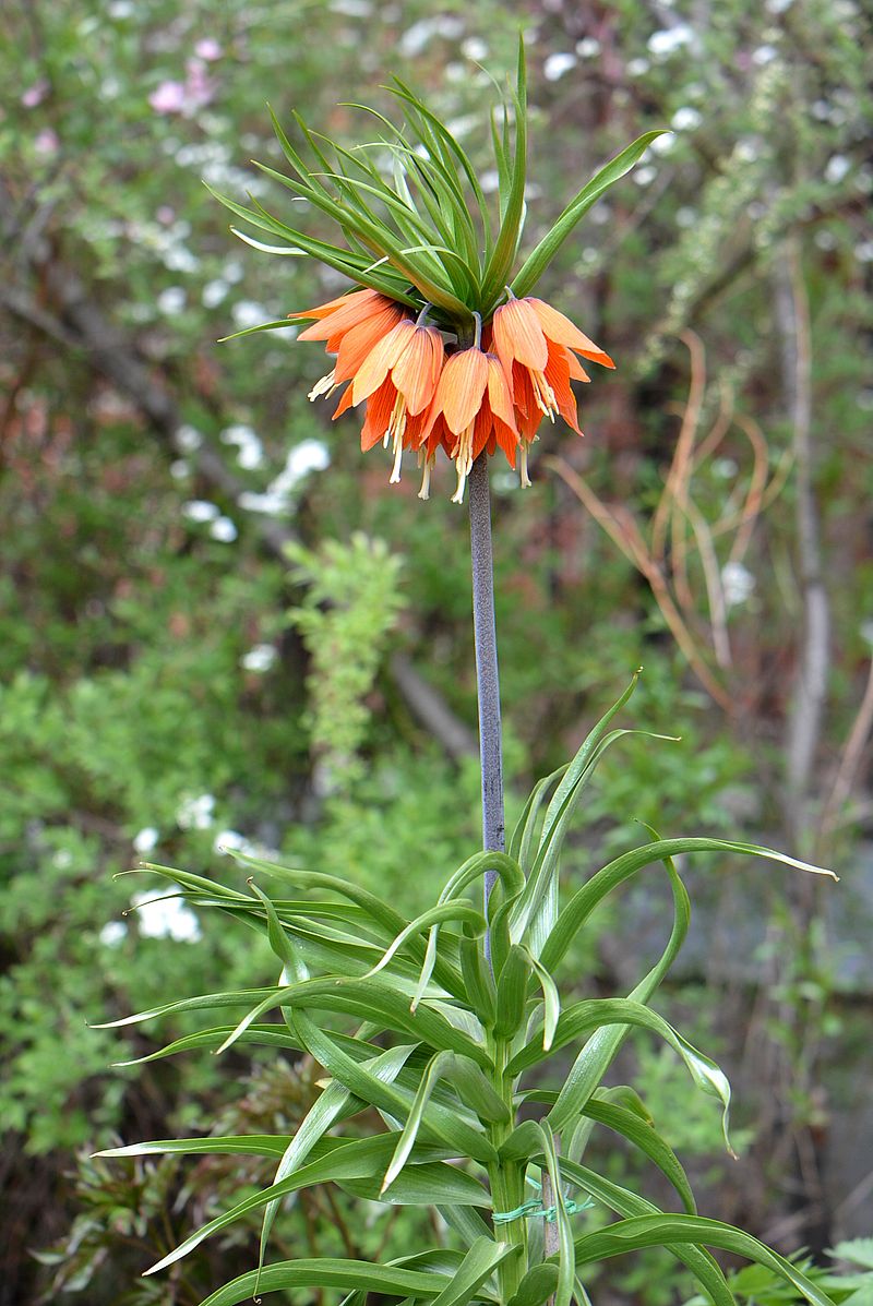 Изображение особи Fritillaria imperialis.