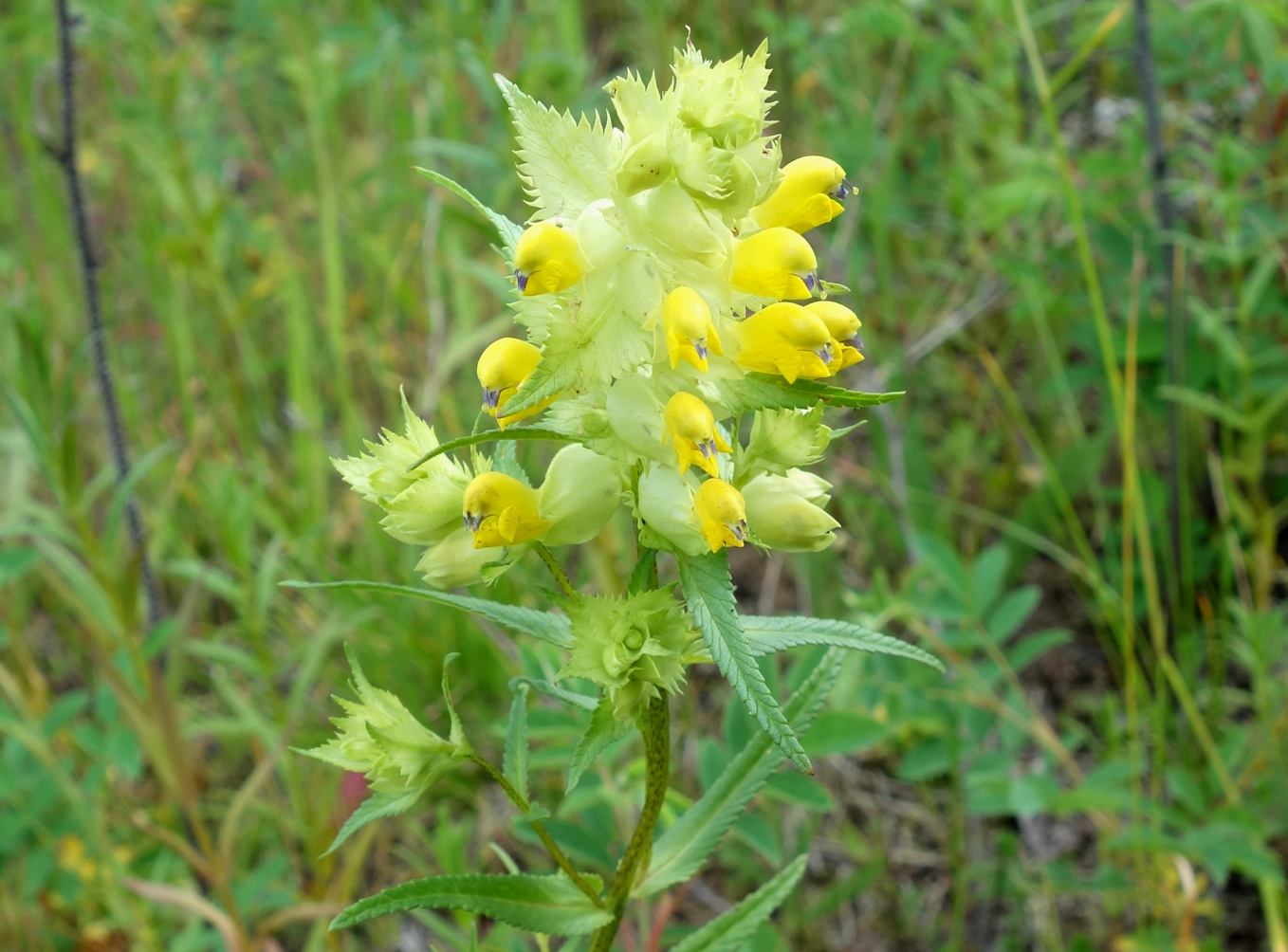 Изображение особи Rhinanthus vernalis.