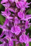 Dactylorhiza urvilleana. Часть соцветия. Краснодарский край, г/о Сочи, перевал ЮВ массива г. Семиглавая, 1350 м н.у.м., субальпийский луг. 8 июня 2018 г.