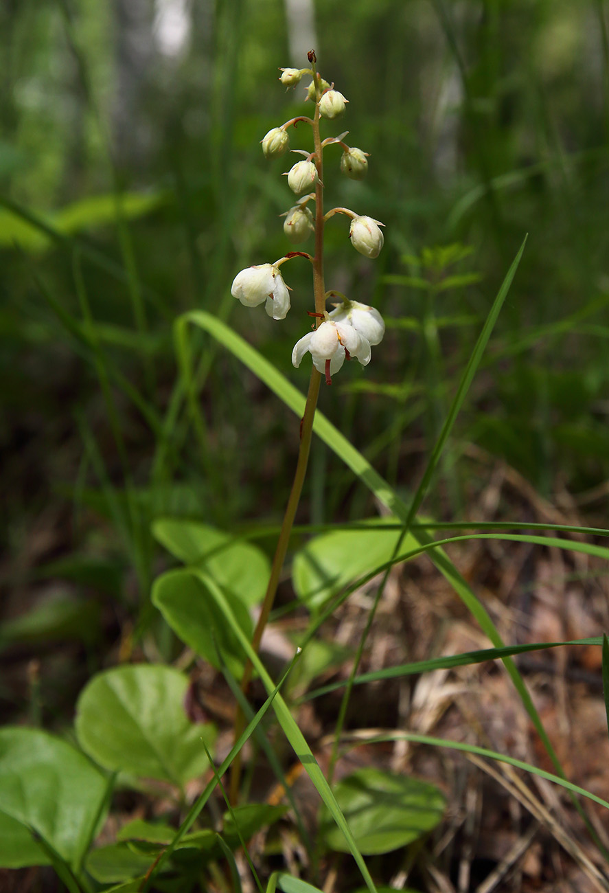 Image of Pyrola rotundifolia specimen.