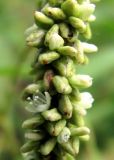 Persicaria lapathifolia