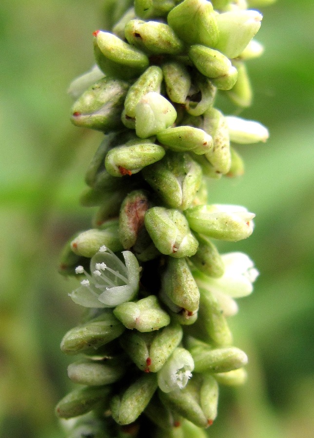 Изображение особи Persicaria lapathifolia.