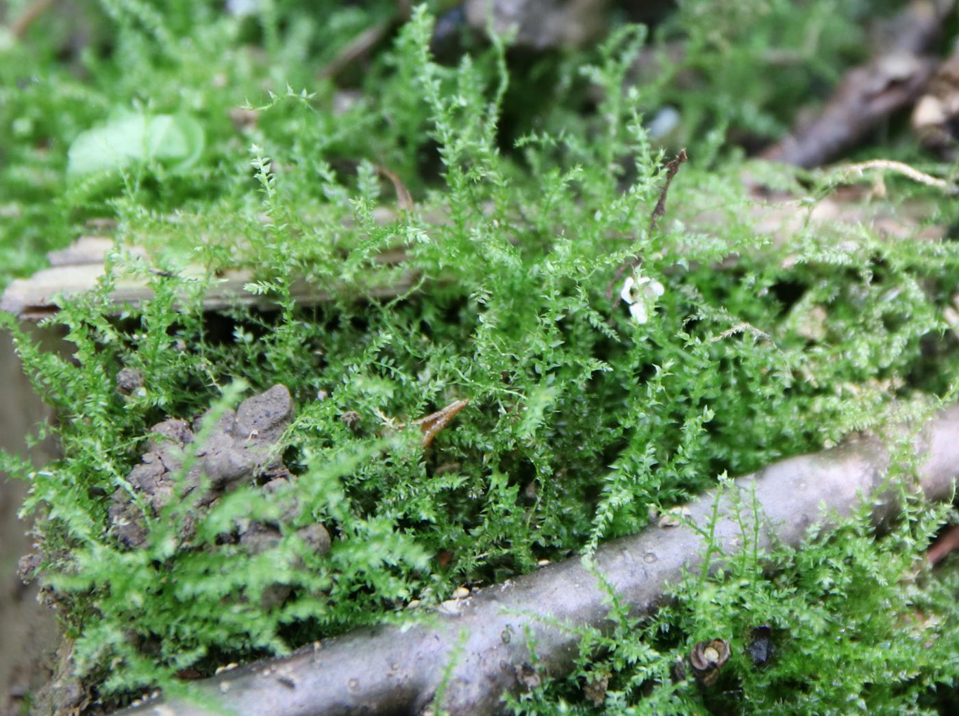 Image of Oxyrrhynchium hians specimen.