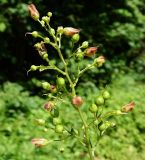 Scrophularia nodosa. Верхушка соцветия с цветками и завязавшимися плодами. Подмосковье, окр. г. Одинцово, опушка елового леса. Июль 2020 г.