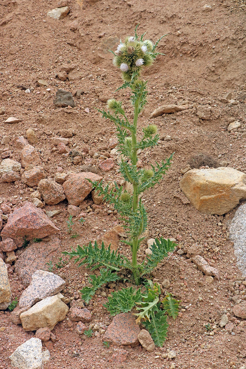 Image of Cirsium polyacanthum specimen.