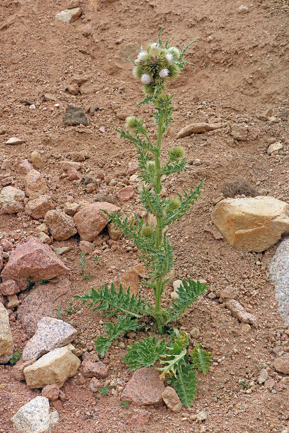 Изображение особи Cirsium polyacanthum.