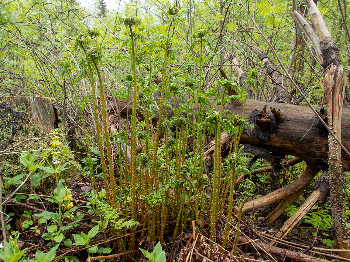 Image of Dryopteris expansa specimen.