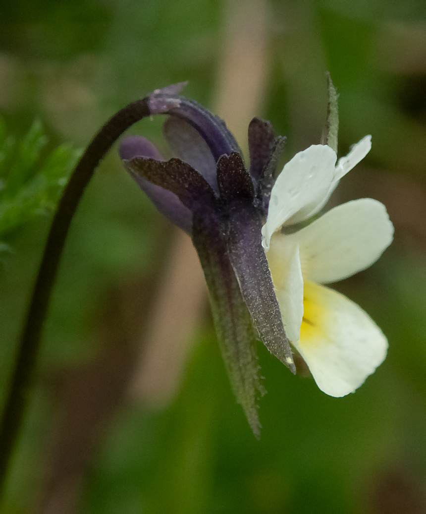 Image of Viola arvensis specimen.