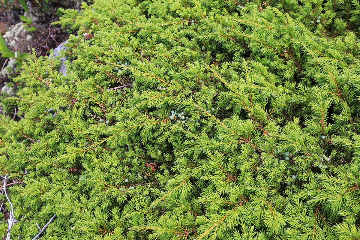 Image of Juniperus sibirica specimen.