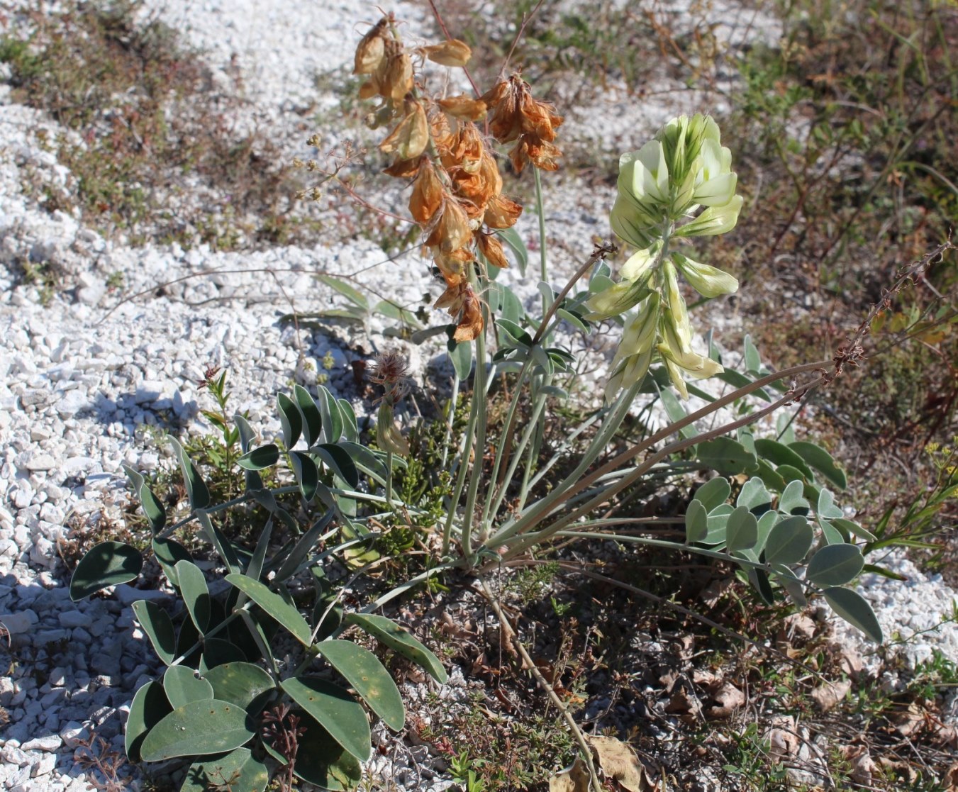 Image of Hedysarum grandiflorum specimen.