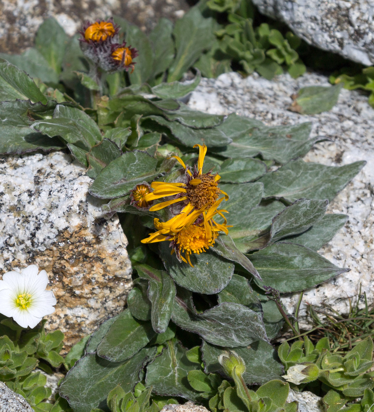 Image of Tephroseris karjaginii specimen.