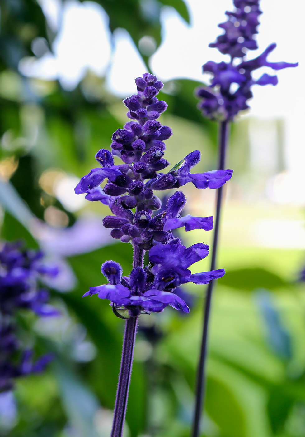 Image of Salvia farinacea specimen.