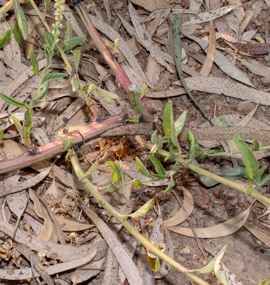 Изображение особи Amaranthus tuberculatus.