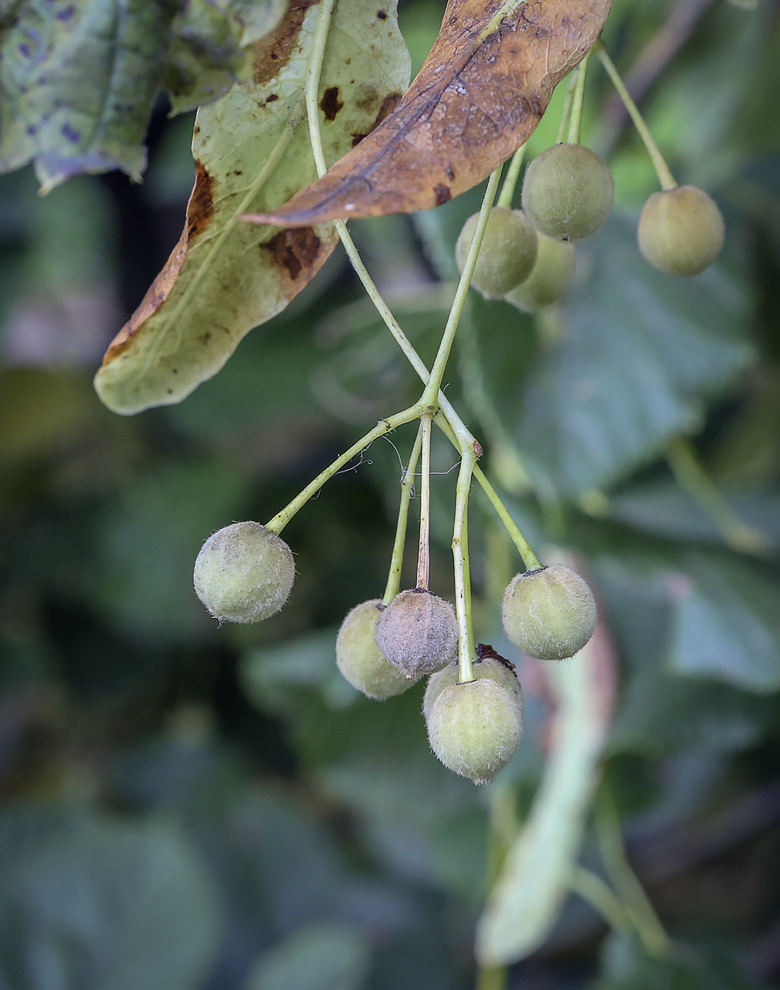 Изображение особи Tilia europaea.