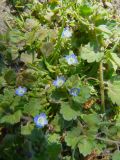 Veronica persica