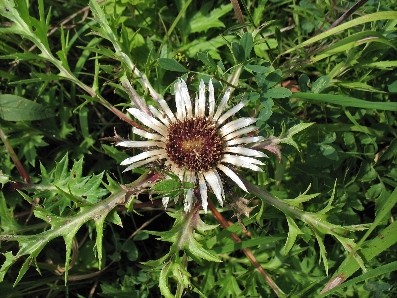 Изображение особи Carlina cirsioides.