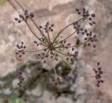 Daucus montanus. Соплодие. Перу, регион Куско, археологический комплекс \"Писак\", центральная часть комплекса, в нижней части каменной кладки. 12.10.2019.